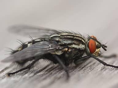 How to Get Rid of House Flies (Both Inside and Outside Your Home)