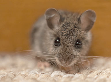 Protect Your Home From Mice And Other Rodents With Quik-Kill Pest Eliminators mouse in illinois home