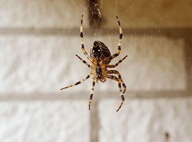 house spider found in basement