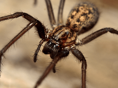 Why Even Non-Venomous Spider Infestations Can Be Dangerous