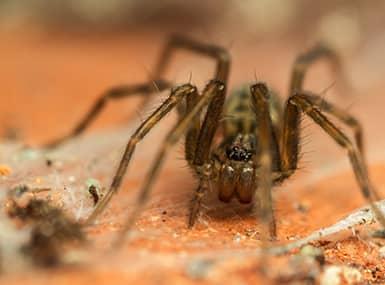 Get rid of spiders - How to stop autumn spiders