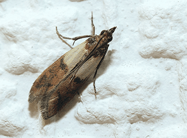 Learn How Quik-Kill Pest Eliminators Can Help Protect Your Food Supply From Pantry Pests pantry pest