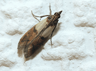 Facts About Pantry Moths