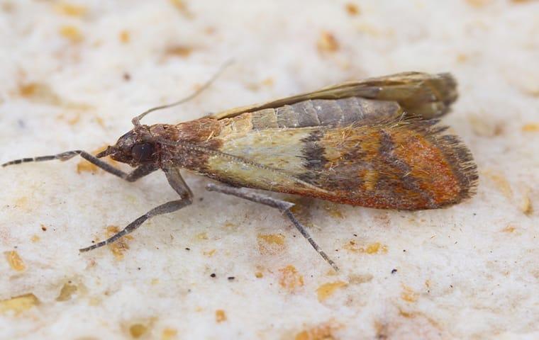 Keep Pests Out Of Your Food Pantry This Fall indean meal moths have infested a quad city kitchen during fall season