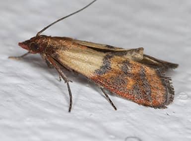 Why Homeowners Should Watch For Indian Meal Moths This Fall | Quik-Kill