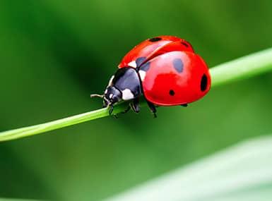 Find Out Why Lady Bugs Are Invading Your Davenport Home lady bug on a piece of grass