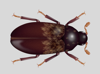 larder beetle up close