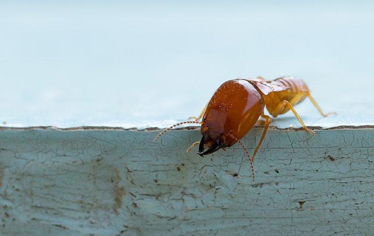 large termite on painted blue board