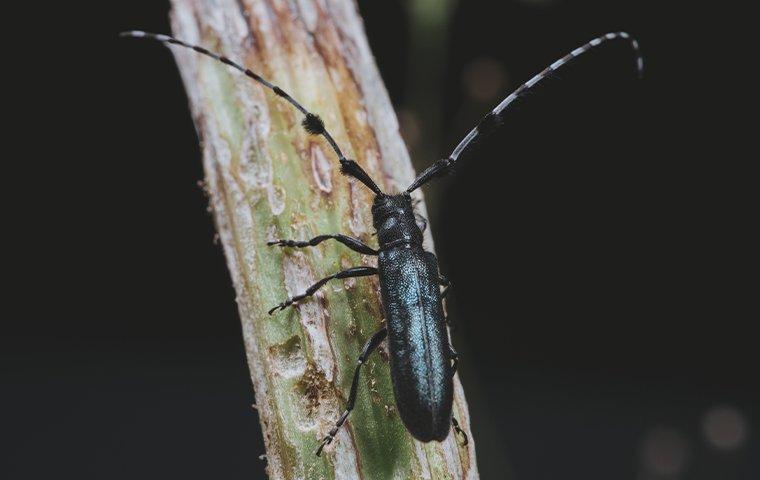 a long horned beetle on a plant stalk