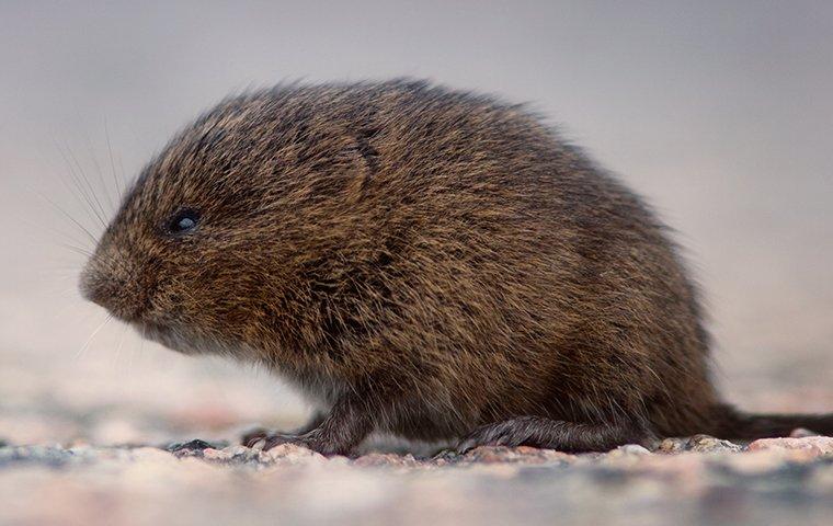 a meadow vole outside of a home