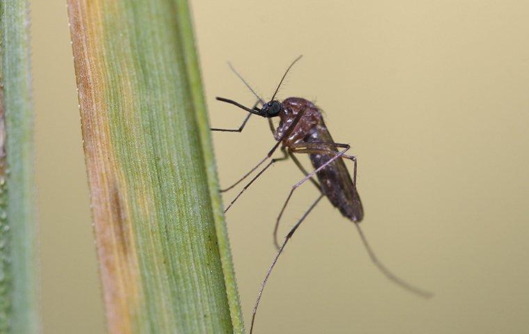 a mosquito outside on a blade of grass