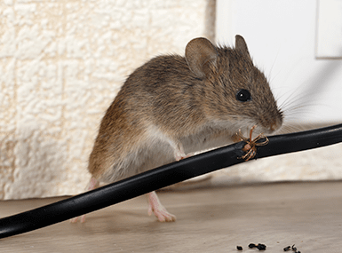 mouse in illinois home