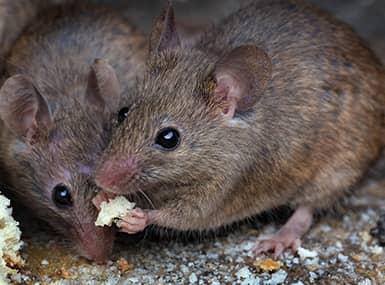 mice eating bread