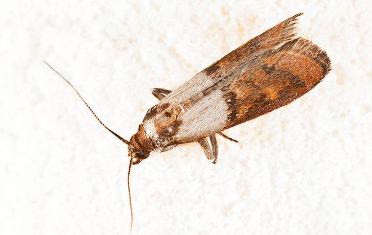 Pantry Moth Control Services, - Pantry Moth Exterminators