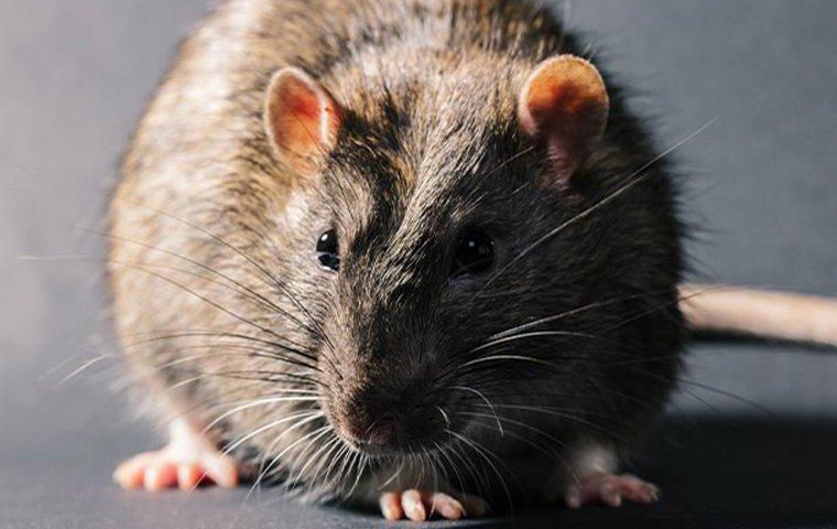 up close image of a norway rat in a home