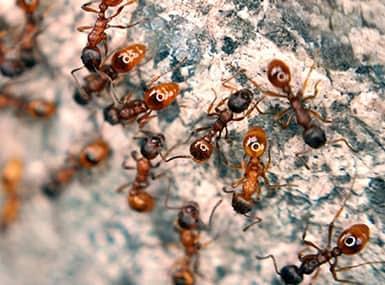 a large colony of red and black ants infesting the property of a danvers illinois resident