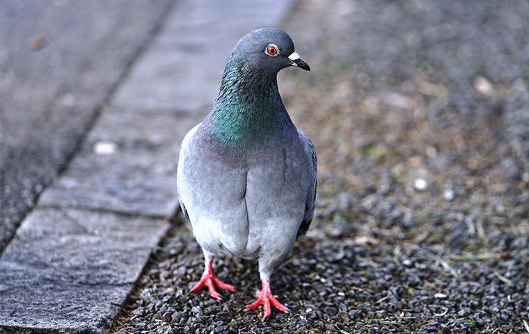 https://cdn.branchcms.com/4ojJ2pe9Pb-1047/images/blog/pigeon-in-southern-california.jpg