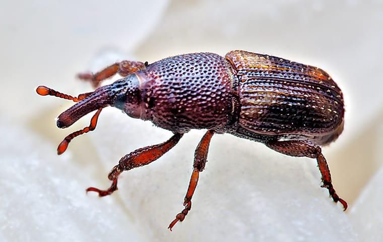 Prevent Pests From Infesting Your Food Pantry a rice weevil prowling through a quad city pantry