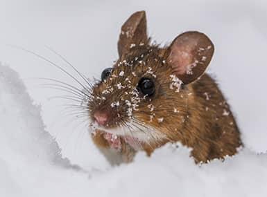 mouse outside in the snow
