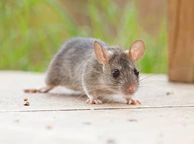 Learn More About Rodent Infestations In The Fall rodent outside an illinios home