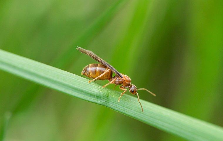 a small honey ant on a blade of grass