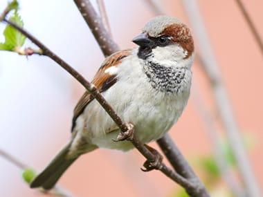 a sparrow perched on a branch