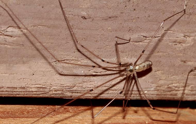 Prevent Spiders In Your Home a this legged gray basement spider crawling along a bettendorf home