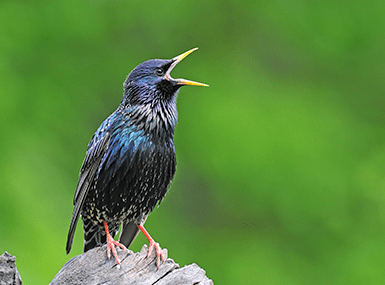 starling outside business
