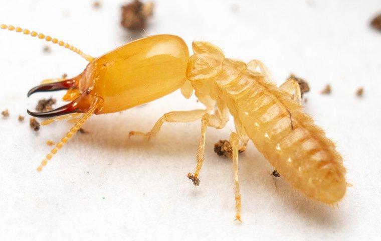 termite on a white floor