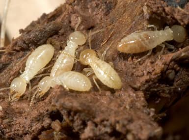 Protect Your Home From Termites With Quik-Kill Pest Eliminators termites in water damaged wood