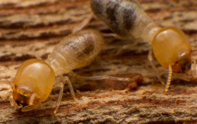 termites in quad city chewing wood