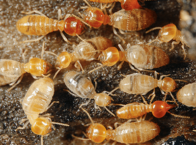 Learn How To Protect Your Home From Termite Damage termites up close in illinois
