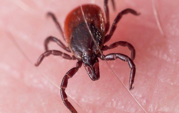 tick on skin