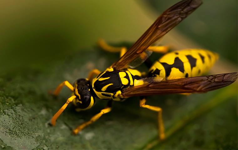 wasp on a wet leaf