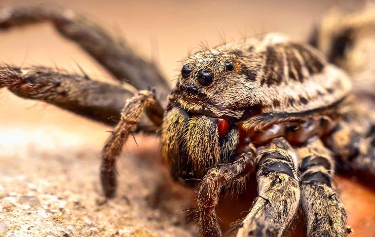 Up close view of a wolf spiders face as it is crawling on the ground