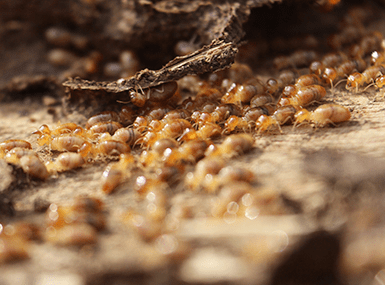 Protect Your Illinois Home From Termites With Quik-Kill Pest Eliminators termites found in illinois home