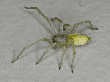 yellow sac spider