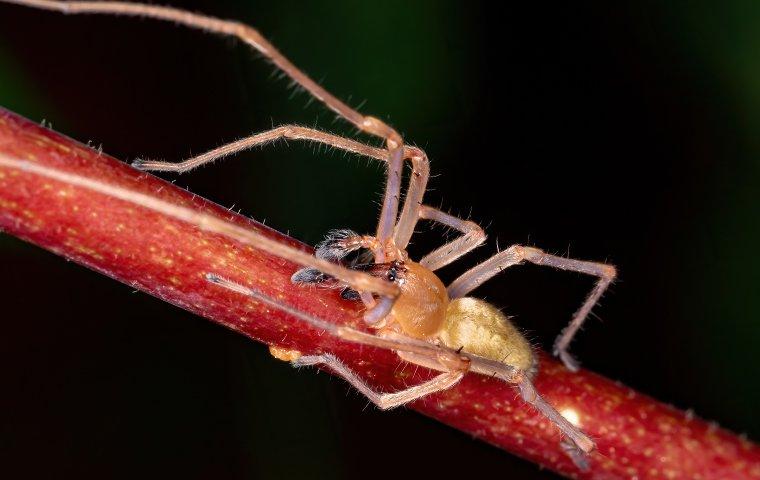 a yellow sac spider crawling on a stem