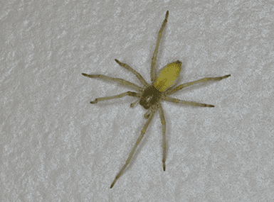 yellow spider