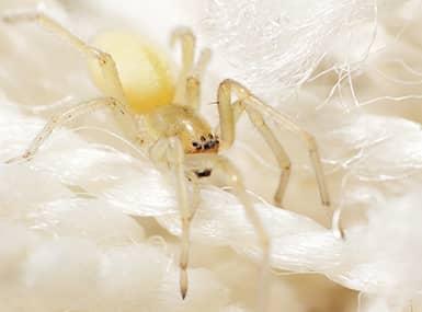 yellow sac spider