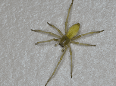 yellow sac spider on wall