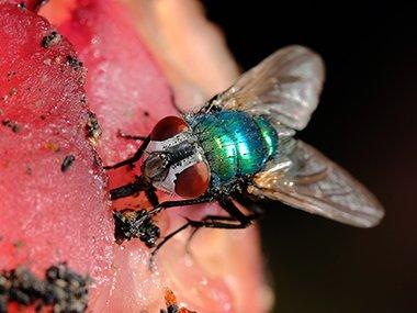 How to Get Rid of Blow Flies Infestation in Your House