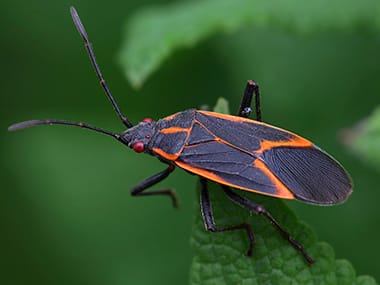 Streator Homeowners' Handy Guide To Clothing Moth Control