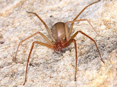 brown recluse on wall