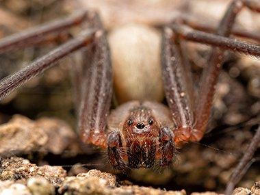 Brown Recluse Spider Bite: Prevention, Symptoms, Treatment