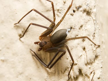 Control of Brown Recluse Spiders - Insects in the City