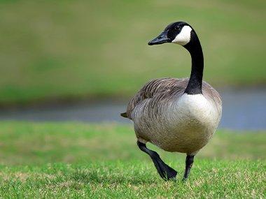 canadian goose in a field