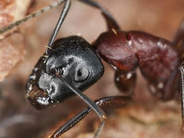 a carpenter ant crawling on the ground outside of a home in pekin illinois