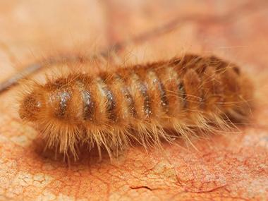 Streator's Carpet Beetle Prevention Guide