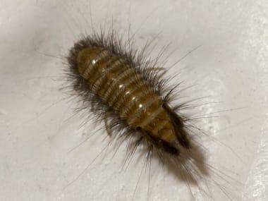 carpet beetle larvae